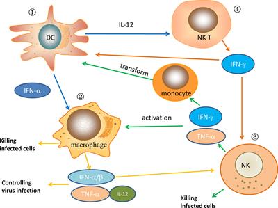 Frontiers | The Role Of Innate Immunity In Natural Elite Controllers Of ...